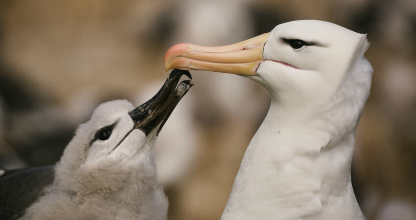 Чернобровый альбатрос с птенцом - экспедиционные круизы в Антарктику